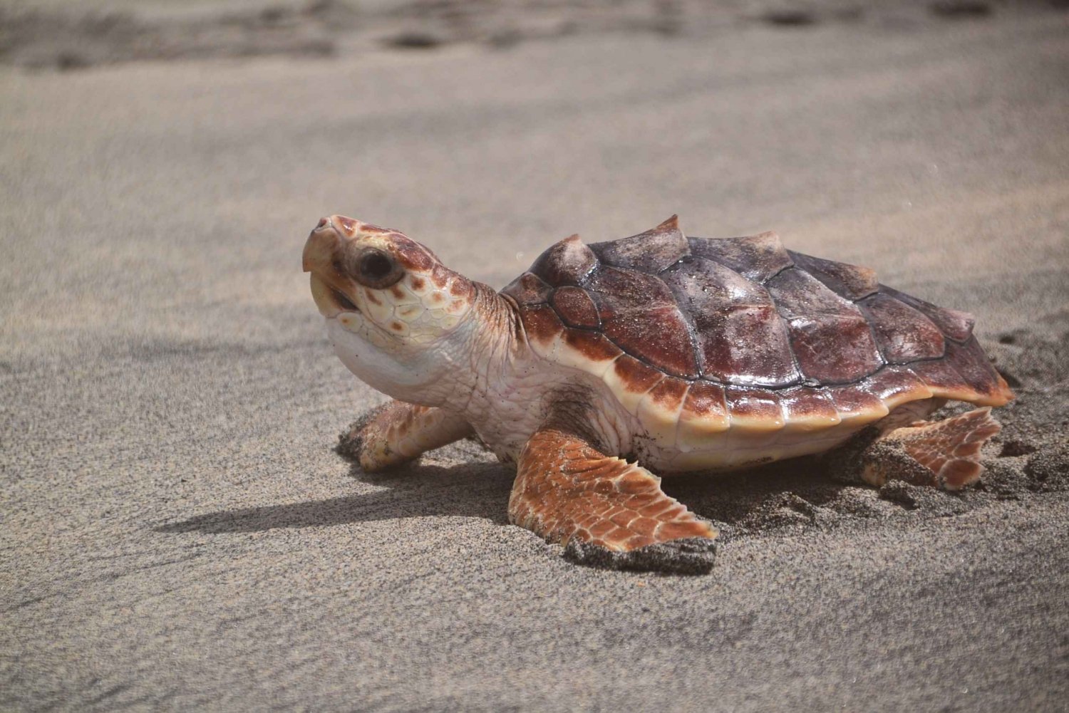 Turtle-Conservation-Volunteer-Program-in-Sal