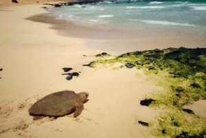 Santa Maria, Sal Island: Sea Turtle Watching Experience