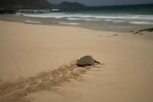 Santa Maria, Sal Island: Sea Turtle Watching Experience