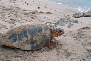 Santa María, Isla de Sal: experiencia de observación de tortugas marinas