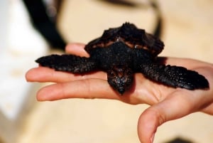 Santa Maria, Insel Sal: Meeresschildkrötenbeobachtung