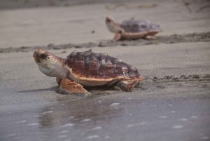 Santa Maria, Sal Island: Upplevelse av havssköldpaddsskådning