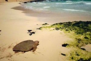Santa Maria, île de Sal : observation des tortues de mer