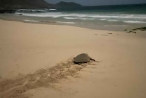 Santa Maria, Sal Island: Havskildpaddeoplevelse