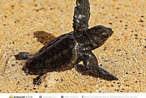 Santa Maria: Experiência de observação de tartarugas marinhas na Ilha do Sal
