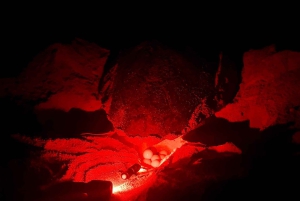 Santa Maria: Experiência de observação de tartarugas marinhas na Ilha do Sal