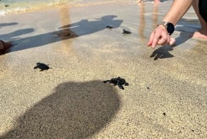 Santa Maria, Sal: Ultimate Guided Turtle Nesting Experience