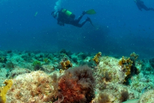 Santa Maria: Dykningspakke med 6 dyk