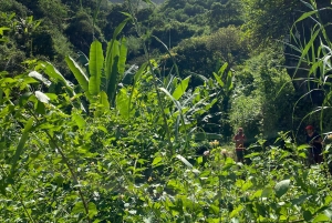 سانتياغو: من الشاطئ، نزهة عند الفجر في بورغيرا-بيكوس مع وجبة خفيفة