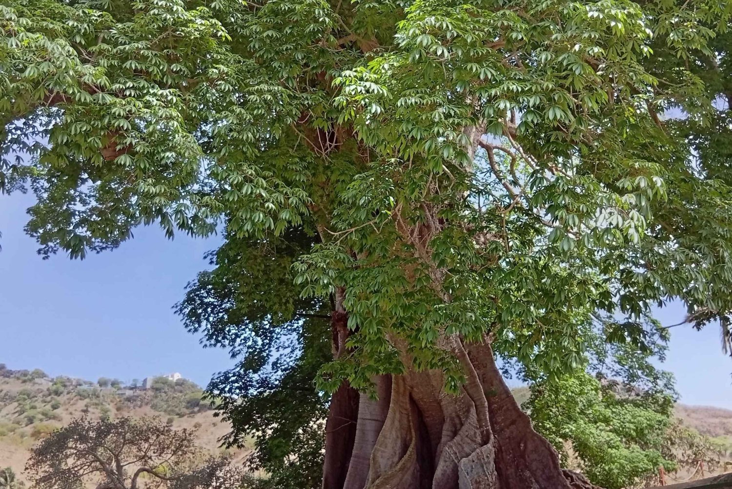 Santiago Island: Cooking Class With Local Family in Assomada