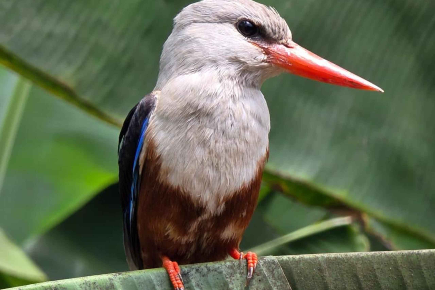 Insel Santiago: Wanderung Serra Malagueta & Gongon-Tal mit Picknick