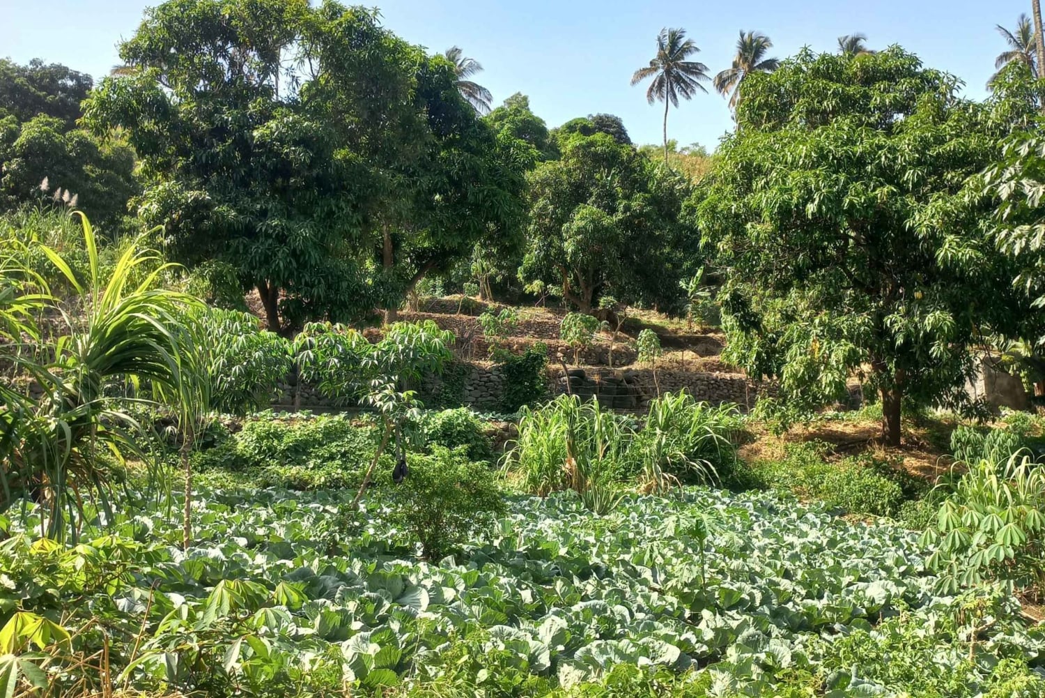 Excursión a la Isla de Santiago