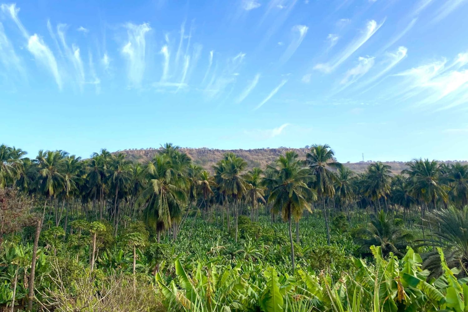 Från Praia: Besök banan- och kokosplantagen och botaniska trädgården med provsmakning