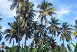 Från Praia: Besök banan- och kokosplantagen och botaniska trädgården med provsmakning