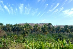 Från Praia: Besök banan- och kokosplantagen och botaniska trädgården med provsmakning
