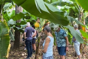 Från Praia: Besök banan- och kokosplantagen och botaniska trädgården med provsmakning