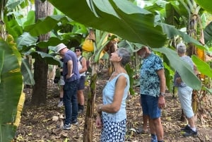Från Praia: Besök banan- och kokosplantagen och botaniska trädgården med provsmakning