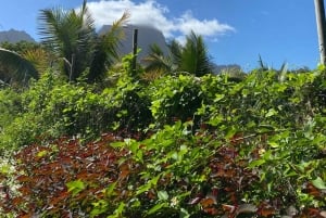 Från Praia: Besök banan- och kokosplantagen och botaniska trädgården med provsmakning