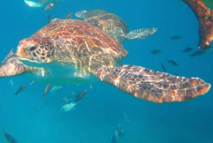 Expérience São Pedro (randonnée et plongée en apnée avec les tortues)