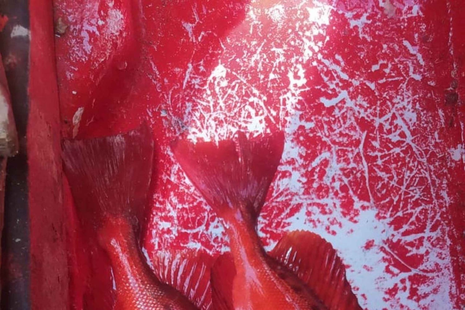 جولة صيد الأسماك في ساو بيدرو