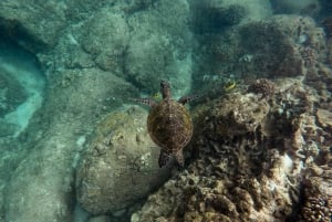 São Vicente: Enseada de Coral Snorkeling Guided Tour