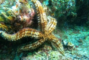 São Vicente: Enseada de Coral Snorkeling Guided Tour