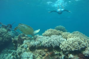 São Vicente: Enseada de Coral Snorkeling Guided Tour