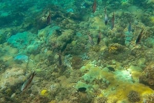 São Vicente: Enseada de Coral Snorkeling Guided Tour