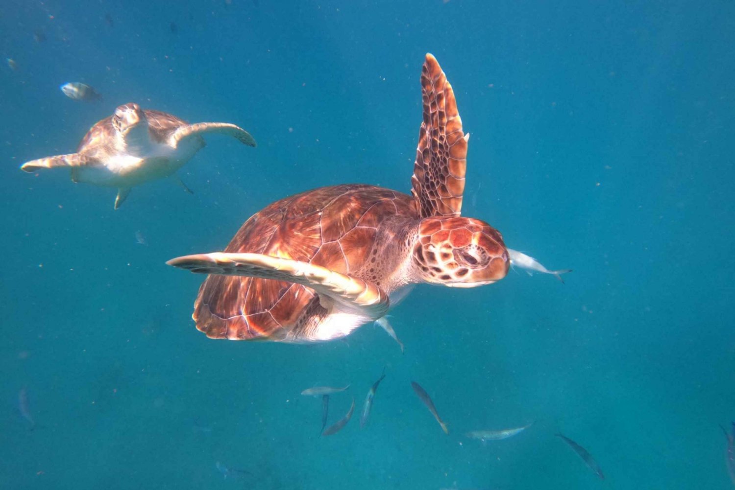 São Vicente: Snorkeling with Turtles Breathtaking Experience