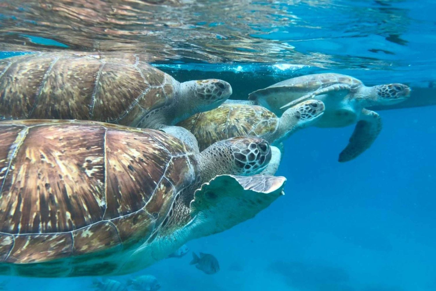 São Vicente : Aventure de plongée avec tuba et tortues de mer