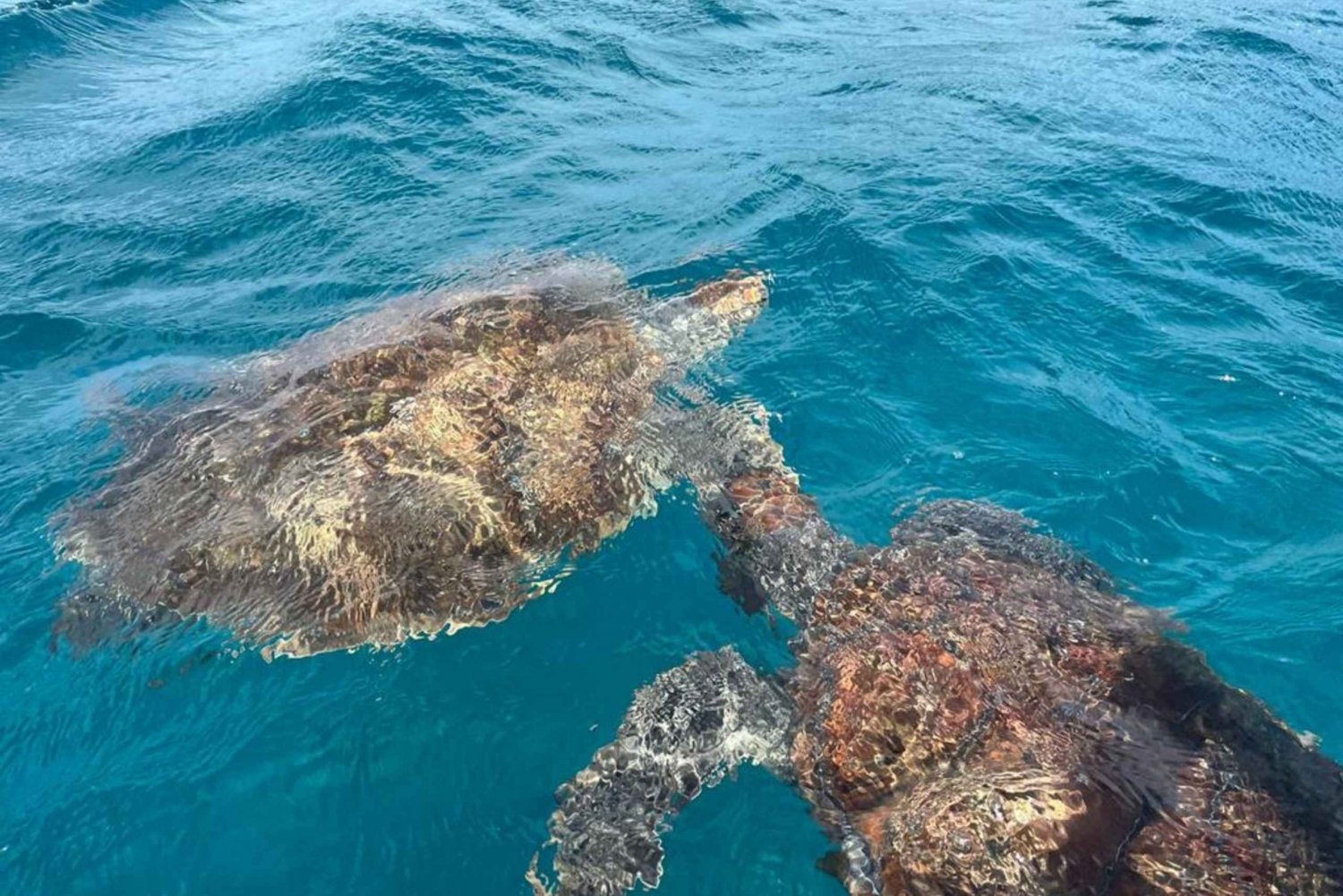São Vicente: Snorkel with Sea Turtles Adventure