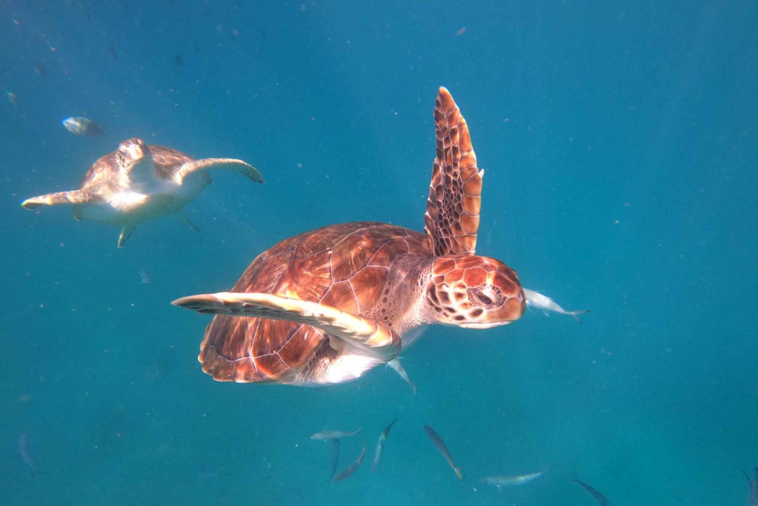 São Vicente: nurkowanie z żółwiami zapierające dech w piersiach