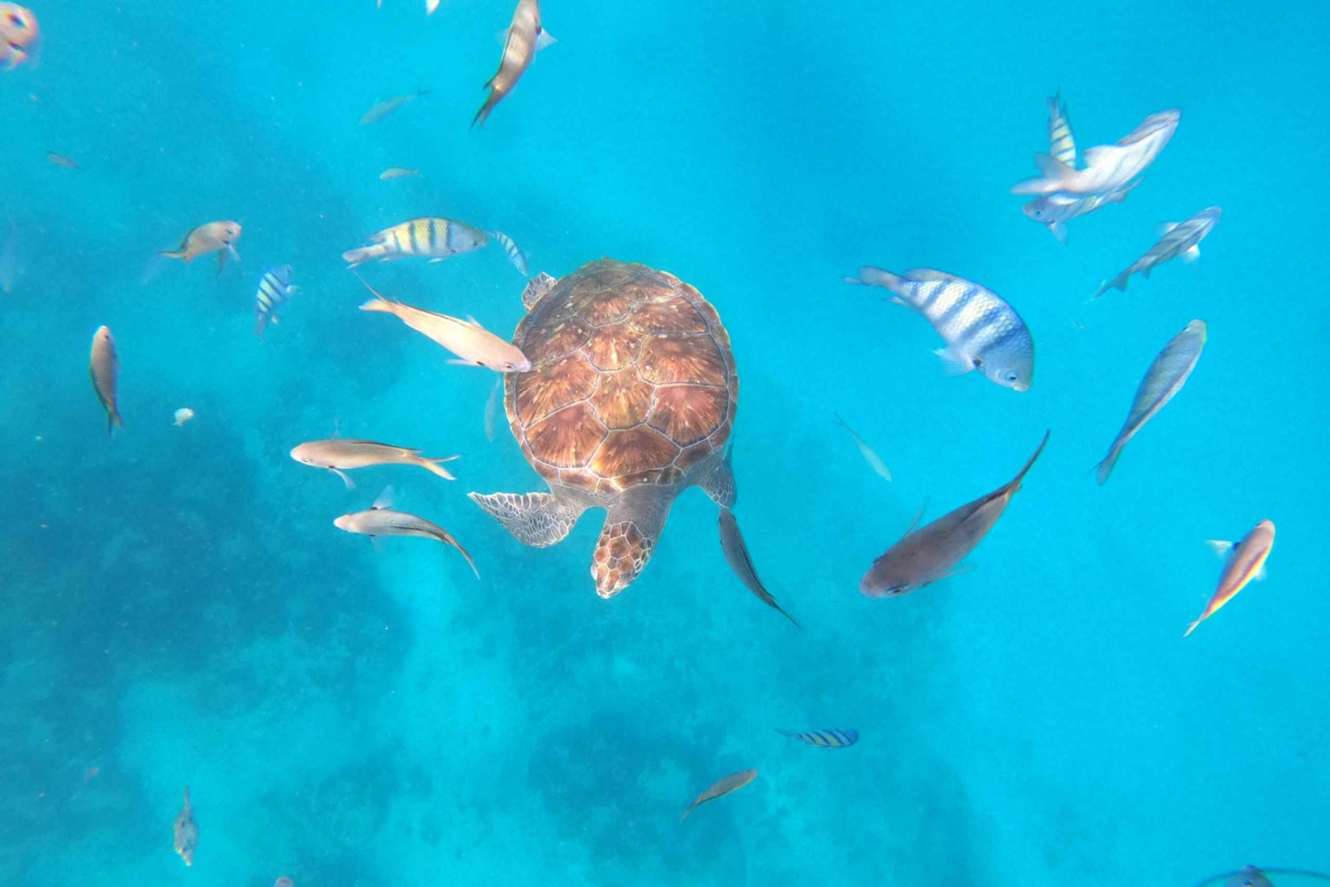 São Vicente: nurkowanie z żółwiami zapierające dech w piersiach