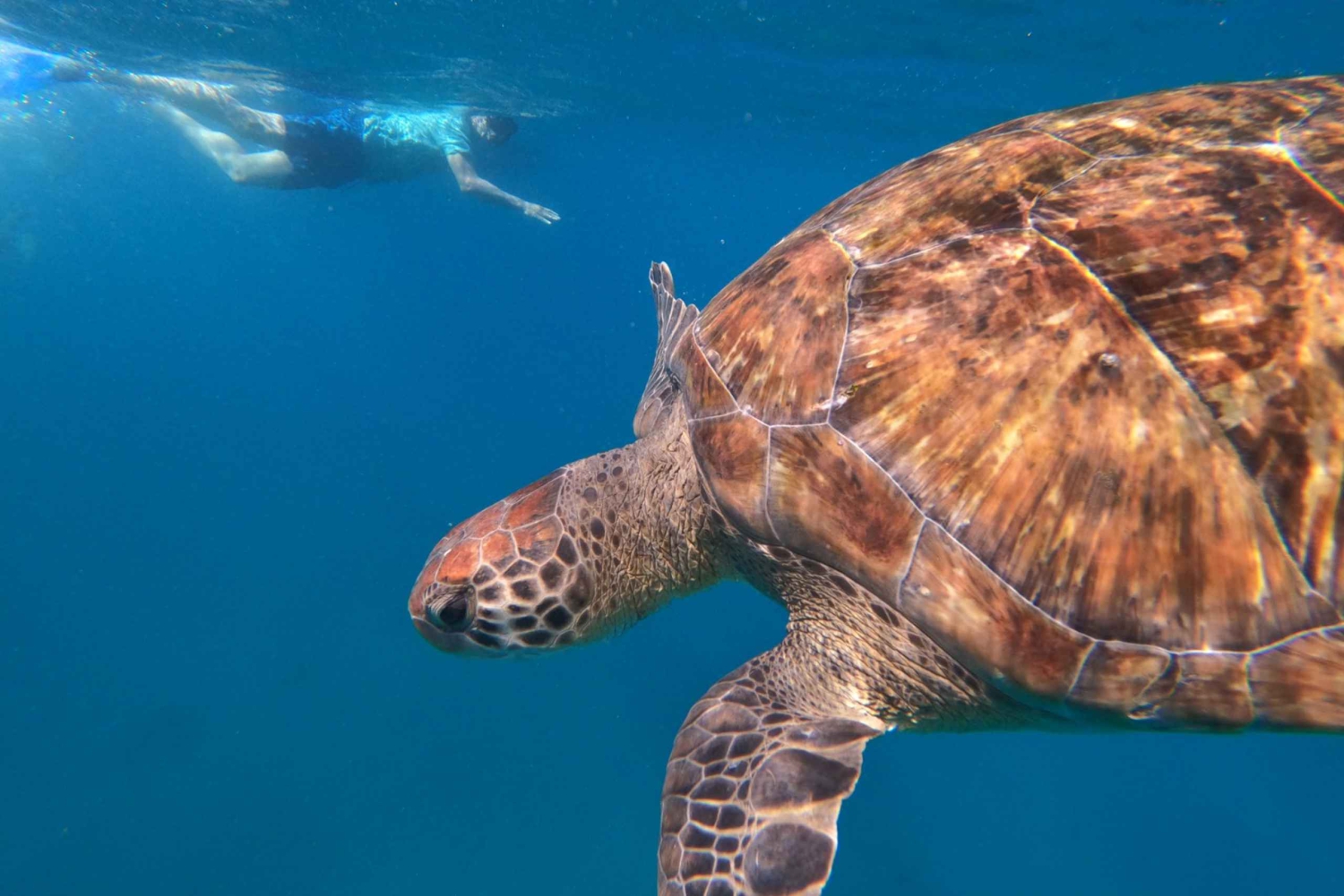 São Vicente: nurkowanie z żółwiami zapierające dech w piersiach