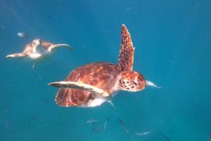 São Vicente: nurkowanie z żółwiami zapierające dech w piersiach