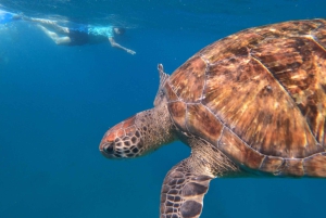 São Vicente: nurkowanie z żółwiami zapierające dech w piersiach