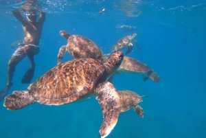 São Vicente: nurkowanie z żółwiami zapierające dech w piersiach