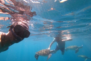 São Vicente: nurkowanie z żółwiami zapierające dech w piersiach