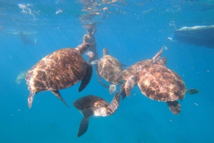São Vicente: nurkowanie z żółwiami zapierające dech w piersiach