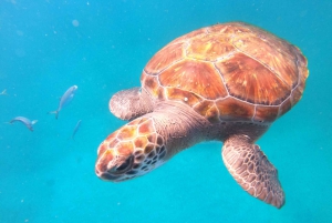 São Vicente: nurkowanie z żółwiami zapierające dech w piersiach