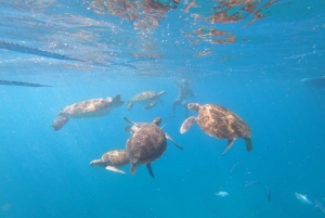 São Vicente: nurkowanie z żółwiami zapierające dech w piersiach