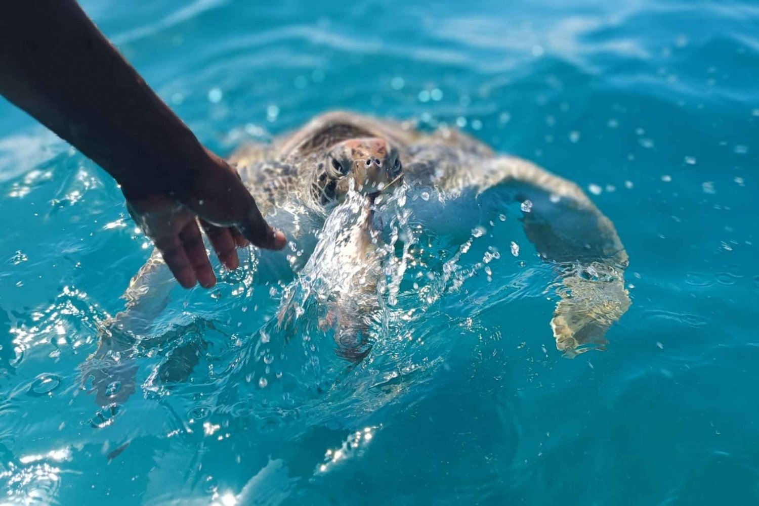 São Vicente: Swimming and Snorkeling Tour with Sea Turtles