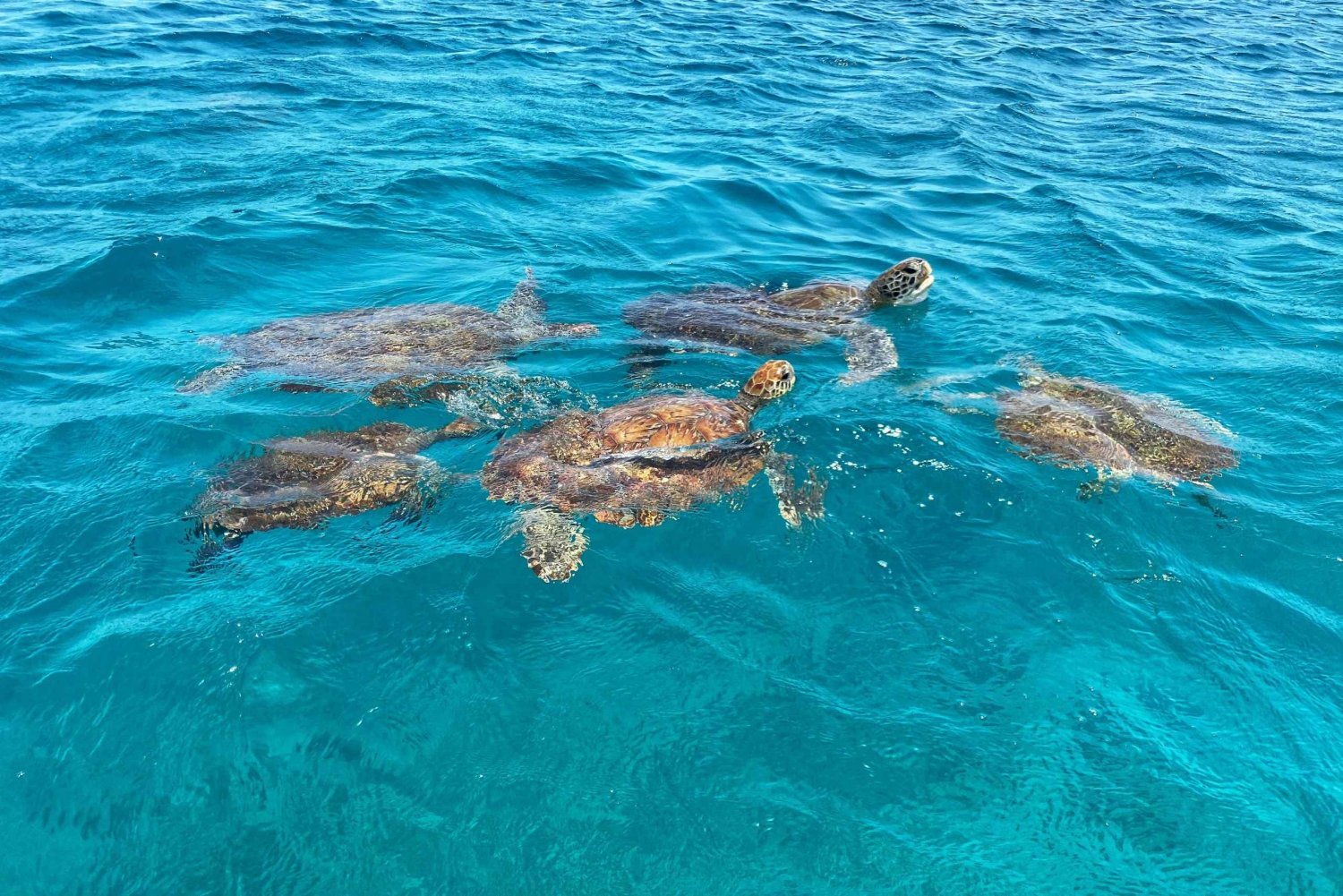 São Vicente: Swimming and Snorkeling Tour with Sea Turtles