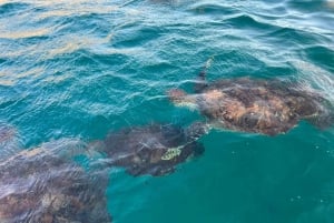 Sao Vicente: Swimming and Snorkeling Tour with Sea Turtles