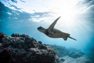 Sao Vicente: Swimming and Snorkeling Tour with Sea Turtles