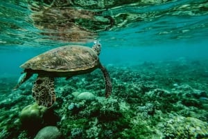 Sao Vicente: Swimming and Snorkeling Tour with Sea Turtles