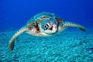 Sao Vicente: Swimming and Snorkeling Tour with Sea Turtles