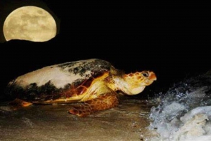 Santa Maria: Cape Verde Sea Turtles Beach Tour