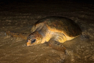 Santa Maria: Cape Verde Sea Turtles Beach Tour