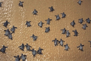 Santa Maria: Cape Verde Sea Turtles Beach Tour